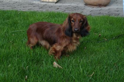 Dackel Teckel Dachshunde