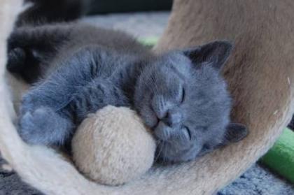 Reinrassige Chartreux Kartäuser Kitten
