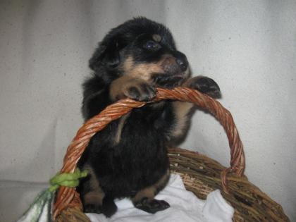 Beauceron Welpen zu verkaufen geb. 11. 12. 2021 Eltern mit Papier