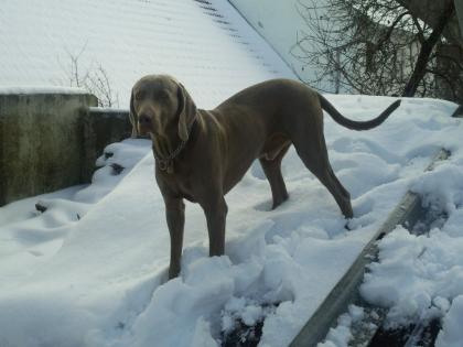 WEIMARANER DECKRÜDE