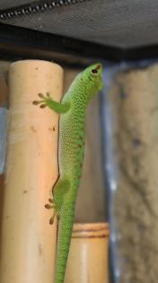 Nachzucht Phelsuma mad. Grandis 0. 0. 5