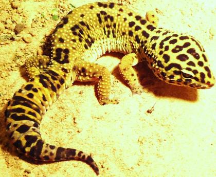 Leopardgecko 1, 0 und Nachzuchten abzugeben