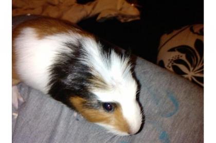 Meerschweinchen Jungtiere abzugeben