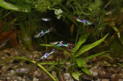 Endler Guppy s, Red Fire Garnelen, Wasserpflanzen.