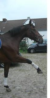 Feinfühliger Dressurwallach sucht Reitbeteiligung