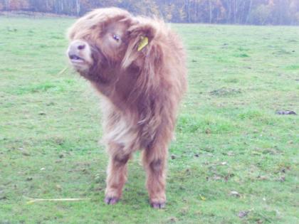 Highlandabsetzer, Rinder, Färsen, Ochsen und Jungbullen zu Verkaufen