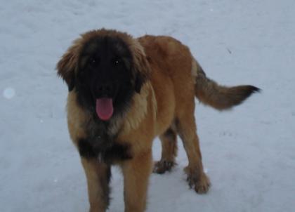 Leonberger