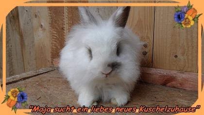 Maja sucht ein liebes neues Zuhause.