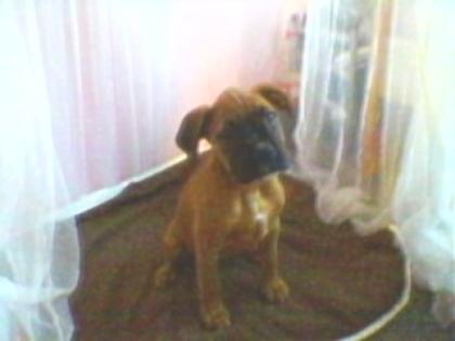 Boxer weibchen sucht neues Bett