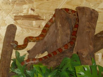 Kornnatter plus Terrarium abzugeben