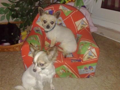 Chihuahua Deckrüde