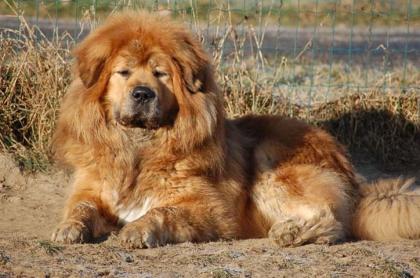 Wir haben Do-Khyi Tibet Doggen Welpen