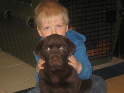 Labrador Welpen in allen Farben aus Familienzucht