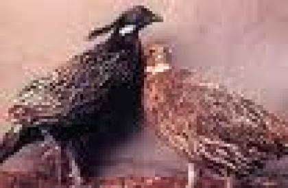 Temminck Tragopane, Koklas und viele andere schöne tiere