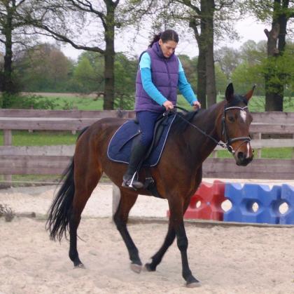 10J. Stute sucht liebe Reitbeteiligung in Gelsenkirchen Hassel