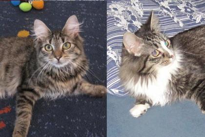 Maine Coon Geschwisterpaar M/W umständehalber abzugeben