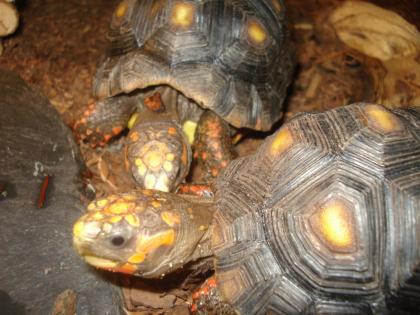 Köhlerschildkröten Geochelone carbonaria NZ08