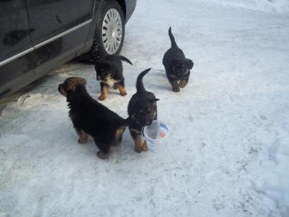 Golden Retriever-Rottweiler-Schäferhund Mix Rüden