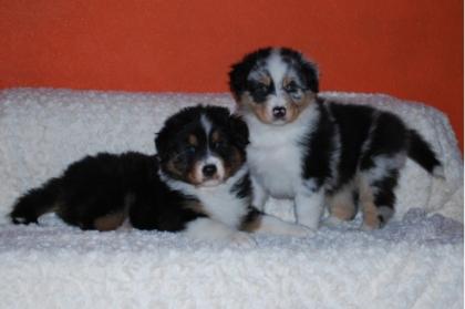 Wunderbare Australian Shepherd Welpen