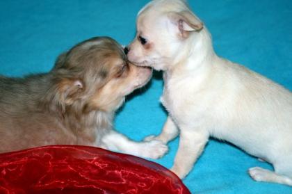 Familien taugliche Chihuahua Welpen