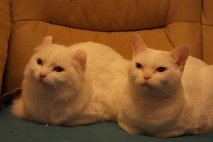 2 total verschmuste kastrierte kater abzugeben