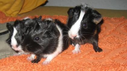 Meerschweinbabys abzugeben