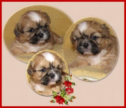 Shih Tzu Welpen, lieb und gesund
