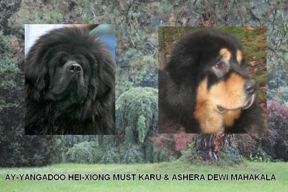 Tibet-Dogge-Welpen vom Züchter Dewi Mahakala 2021/2011