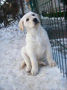 Labrador / weisser Schäferhund mix