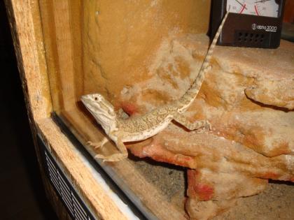 Zwergbartagame artgerechtes Terrarium Zubehör
