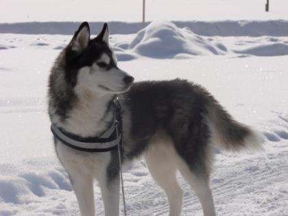 Sibirian Husky Deckrüde gesucht