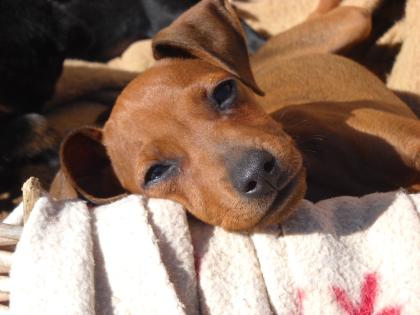 Randa sucht Familie zum Kuscheln