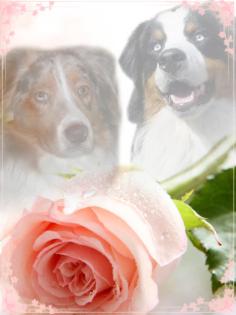 EXCLUSIVE FRANCE X US PUPPIES MITTE FEBRUAR