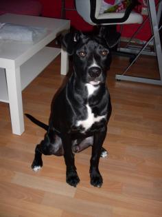 Süßer Amstaff/Labrador Mischling Sucht Deckhündin . 10 monate