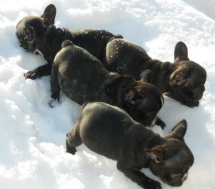 Französische bulldoggen m. Pap.