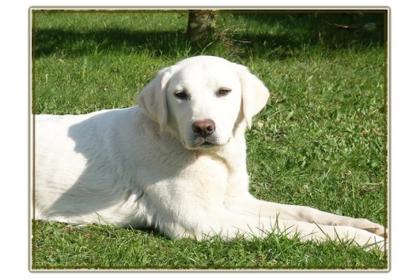 Schneeweiße Labrador Hündin