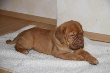 Bordeaux-Doggenwelpen