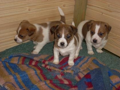 Jack-Russel-Welpen zu verkaufen