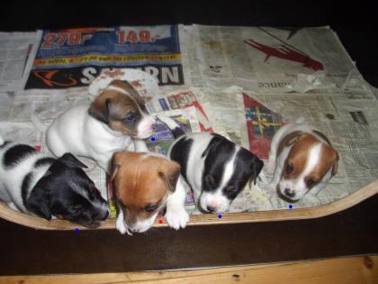 Wir haben noch 4 süße jackrussel welpen.