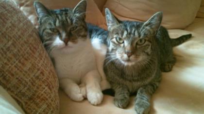 Suchen für unsere Katze und Kater ein neues zu Hause
