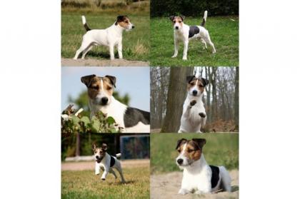 Parson Russell Terrier Deckrüde Tricolor