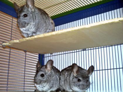 Chinchillas mit Käfig suchen dringend ein neues zu Hause