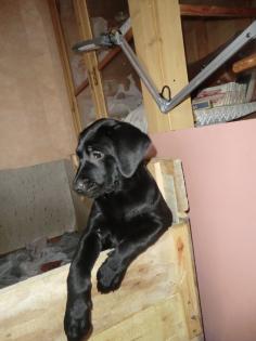 2 Labradorwelpen suchen ein neues liebevolles zu Hause