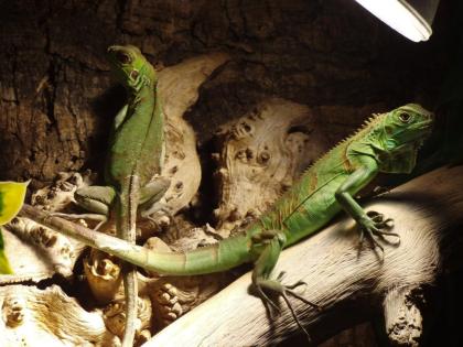 2 Leguane Terrarium und Zubehör