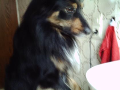 Sammy, 3 Jahr alt, leider aus prviaten Gründen abzugeben