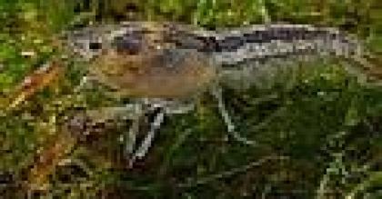 Junge Zwergflußkrebse abzugeben Cambarellus Chapalanus