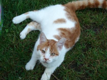 Rot/Weisser super Kater, ca 15 mon. sucht