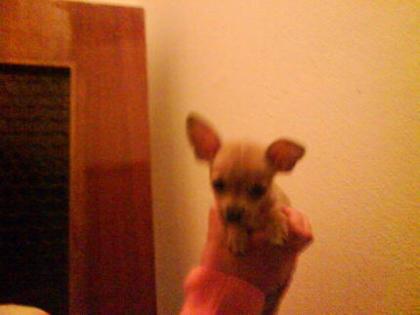 Wunderschöner Chihuahua Mini Rehpinscher
