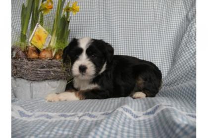 3 Tibet Terrier Welpen Tibetterrier tricolor gold