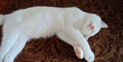 10 Monate jungen Kater zu verkaufen kastriert, mehrmals entwurmt geimpft